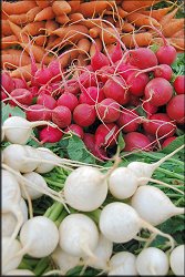 Carrots, Radishes, Onions
