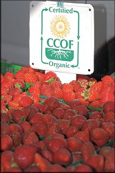 Organic Strawberries