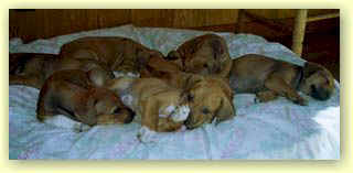 Life is Good in puppy land! - Click to Zoom