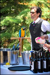 Bar Parrot