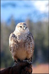 Falcon