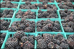 Blackberries