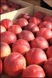 Plums