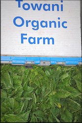 Spinach