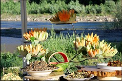 Truckee River Reunion
